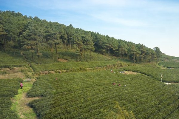 太湖舒畅之旅:乐享田园生活
