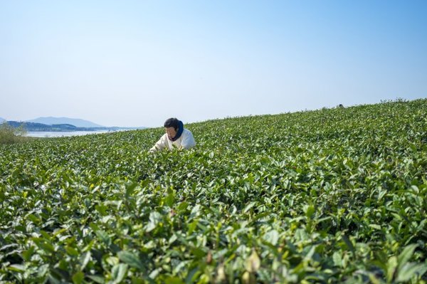 太湖舒畅之旅:乐享田园生活