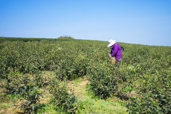 太湖舒畅之旅:乐享田园生活