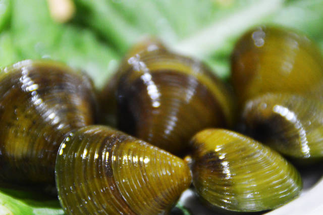 珠海斗门的黄沙蚬太诱惑，忍不住发了攻略给你们！