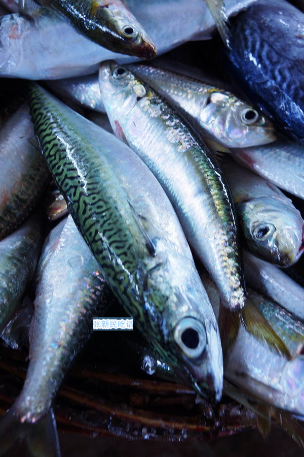 潮汕巴浪鱼和福建巴浪鱼的区别,巴浪鱼是不是淡水鱼