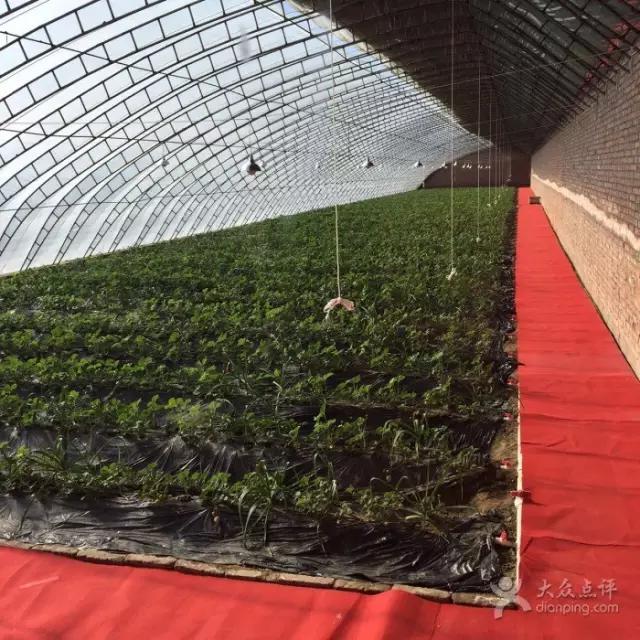 又到草莓时节,天津采摘草莓好又便宜的地方