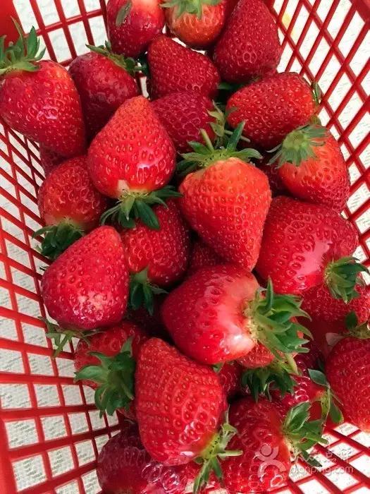 又到草莓时节,天津采摘草莓好又便宜的地方