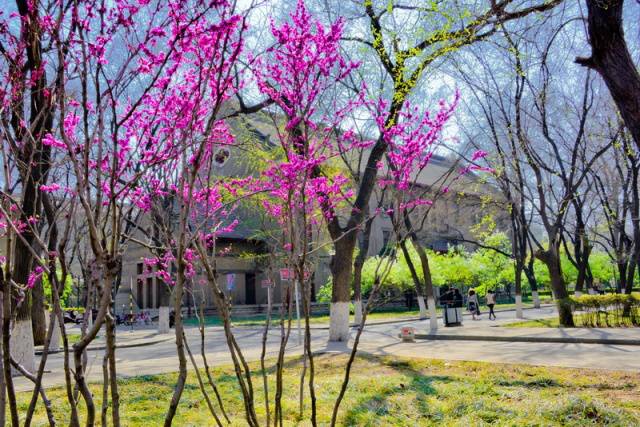 趣谈山大趵突泉校区,春风十里不如你