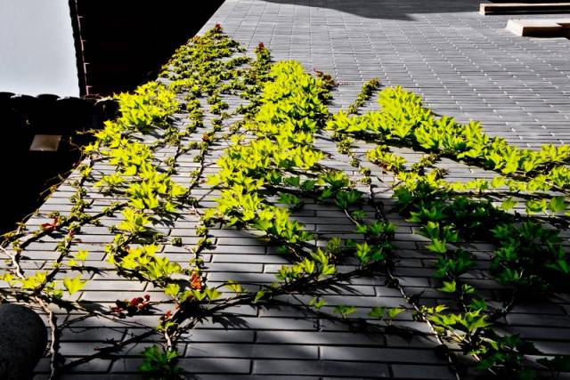 趣谈山大趵突泉校区,春风十里不如你