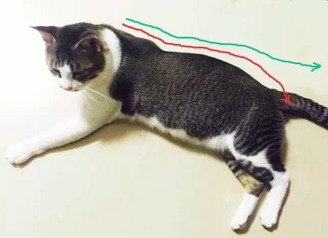 到处都是猫毛,短毛猫梳和长毛梳什么区别