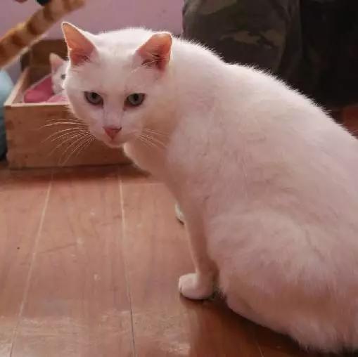 上海市领养流浪动物的地方在哪里,上海市领养小猫的地方