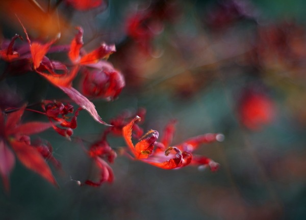 邛崃平乐古镇,邛崃市平乐古镇的文化历史