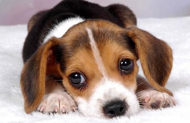 狗狗心律不齐用什么药,狗狗心律不齐是什么意思