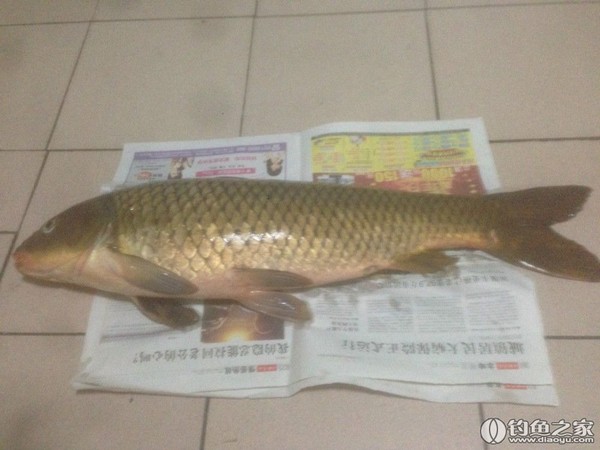 探钓野生鱼视频,探钓野生水库