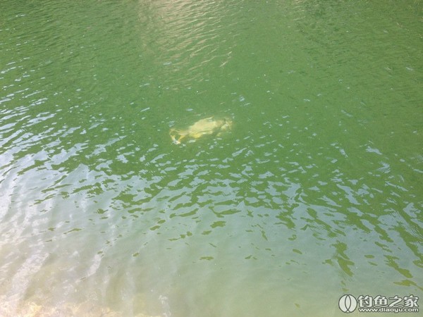 探钓野生鱼视频,探钓野生水库