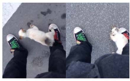 男子路过公园被流浪猫一见钟情,万万没想到,散步都能捡个主子