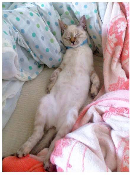 男子路过公园被流浪猫一见钟情,万万没想到,散步都能捡个主子