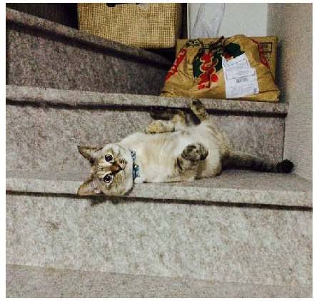 男子路过公园被流浪猫一见钟情,万万没想到,散步都能捡个主子