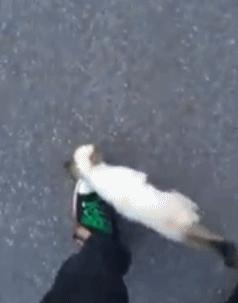 男子路过公园被流浪猫一见钟情,万万没想到,散步都能捡个主子