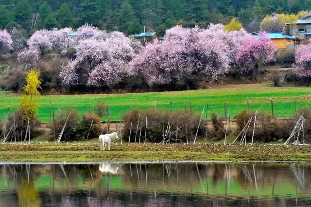 西藏林芝行一路风景如画,林芝最美小镇
