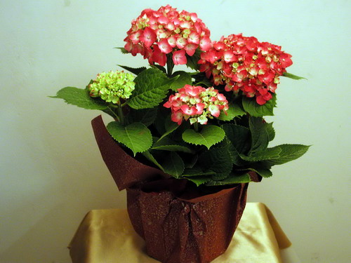 室内养殖蕨类植物有危害吗,什么植物放在室内可以净化空气