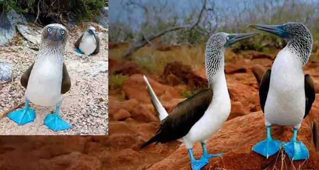 看动物的地方推荐,看动物去哪里的动物园最好