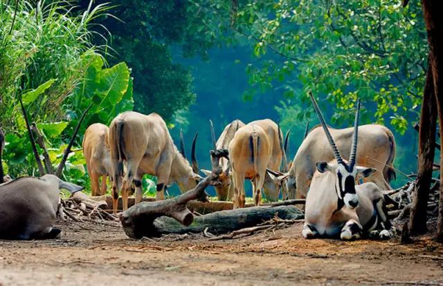 看动物的地方推荐,看动物去哪里的动物园最好