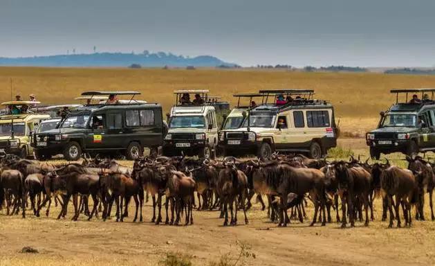 看动物的地方推荐,看动物去哪里的动物园最好