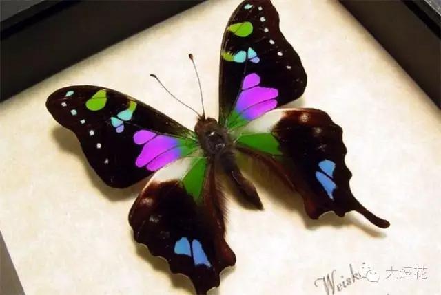 世界上最美的八大蝴蝶之一蓝闪蝶,世界上最美的蝴蝶前十名