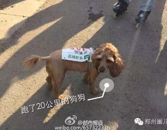 郑开马拉松2021半马50-59岁多少人,郑开马拉松志愿者教程