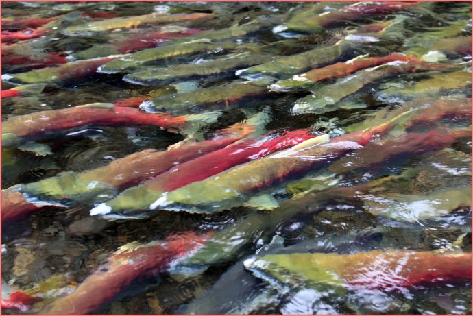 逆流而上,加拿大威化溪三文鱼洄游之旅