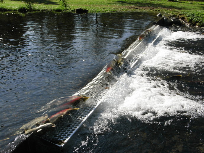 逆流而上,加拿大威化溪三文鱼洄游之旅