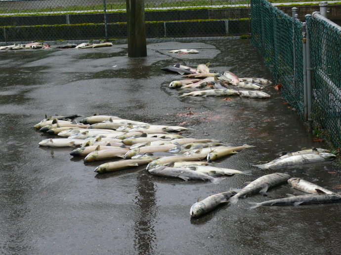 逆流而上,加拿大威化溪三文鱼洄游之旅