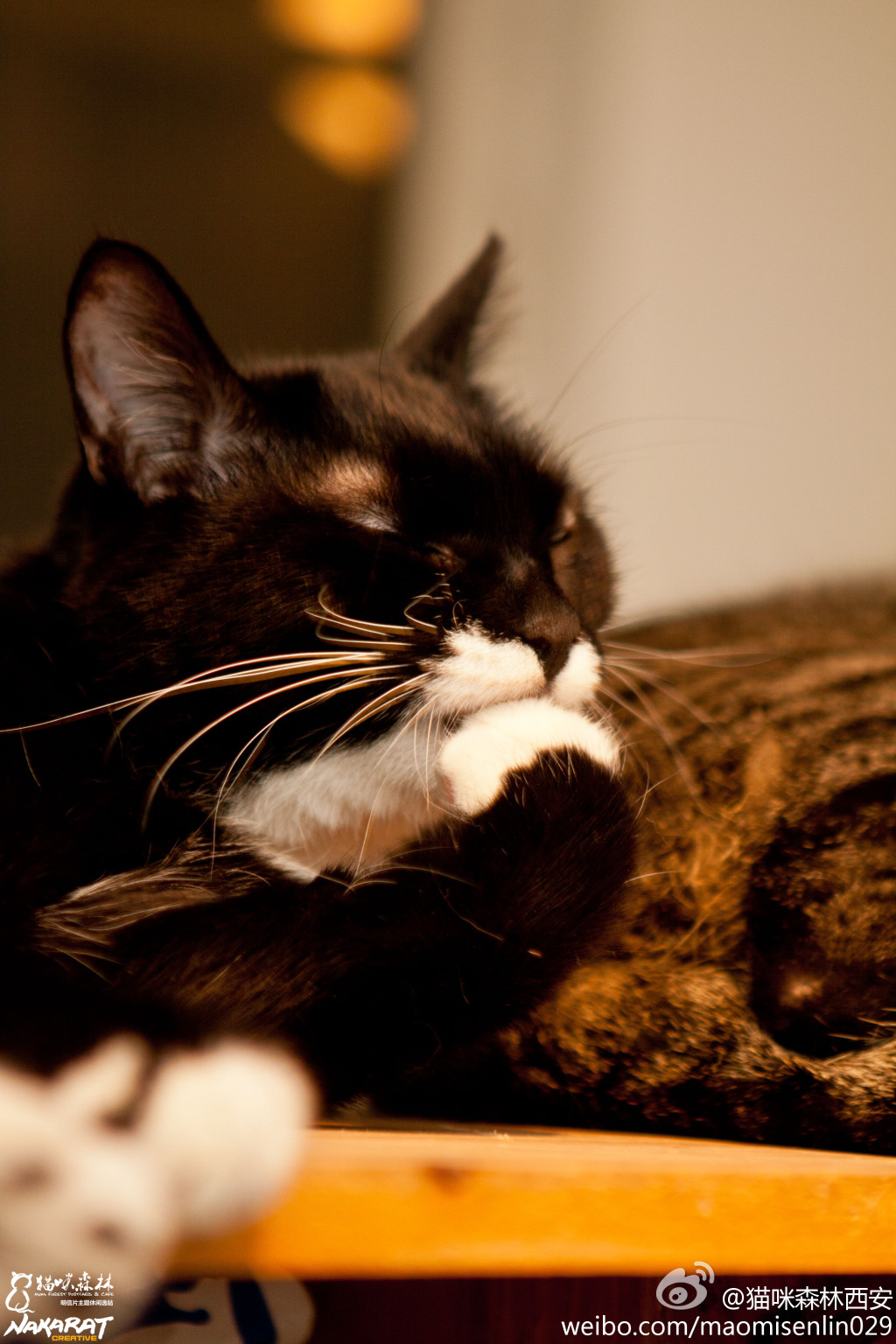 西安还有这么一个地方可以让你被猫咪围绕，享受当铲屎官的感觉