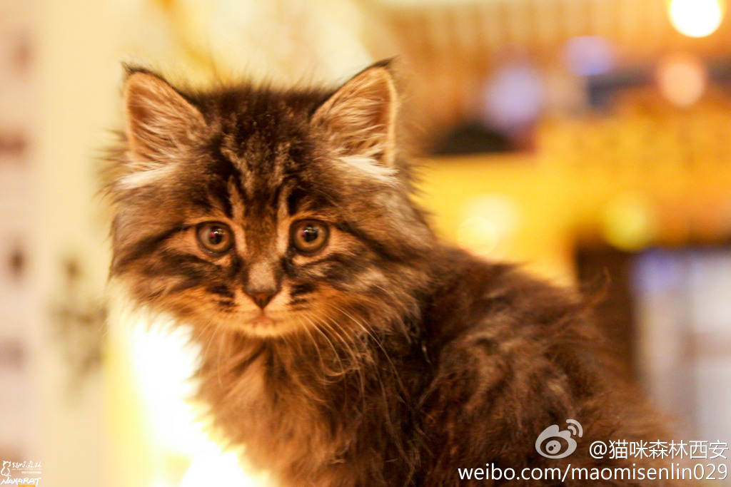 西安还有这么一个地方可以让你被猫咪围绕，享受当铲屎官的感觉