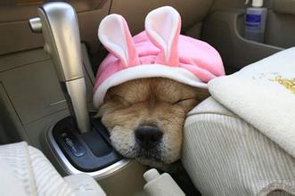 松狮犬可爱萌萌,呆萌可爱松狮犬