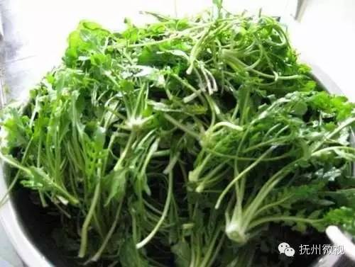 清明来上坟采野菜,清明祭祖去地里拿啥