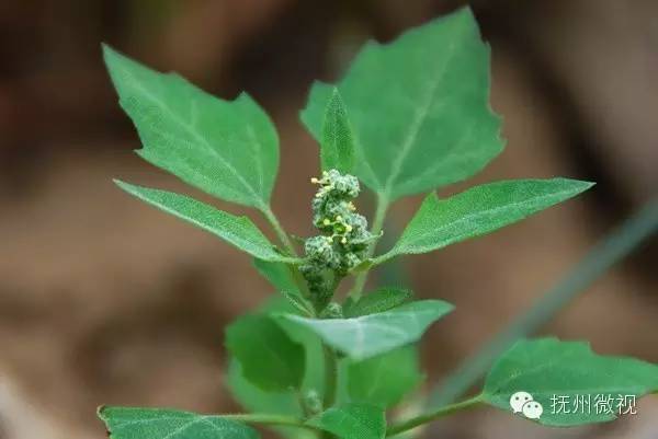 清明来上坟采野菜,清明祭祖去地里拿啥