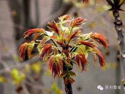 清明来上坟采野菜,清明祭祖去地里拿啥