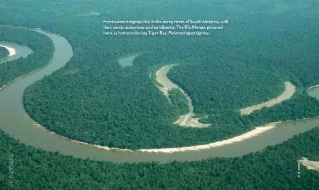 原生魟鱼,魟鱼原生态生活