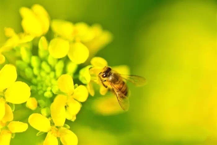 十里春风赏花季,你的朋友圈配词准备好了吗?