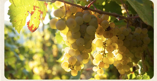 福州：优雅经典可口的德国雷司令。