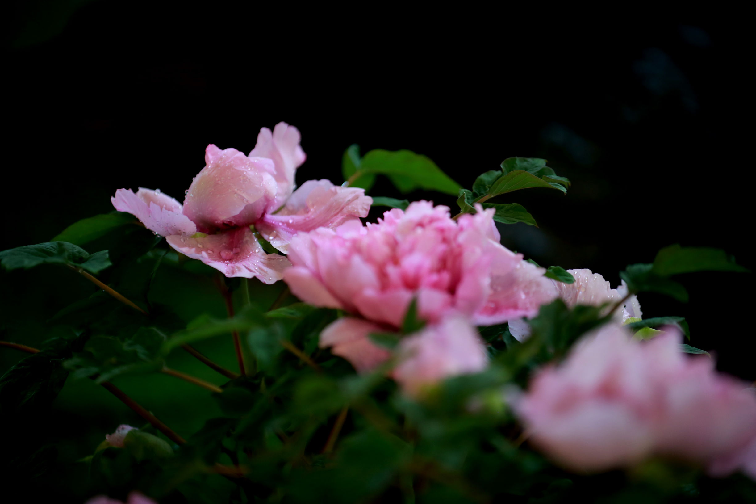 洛阳龙门牡丹园最美牡丹,洛阳国家牡丹园最独特的牡丹