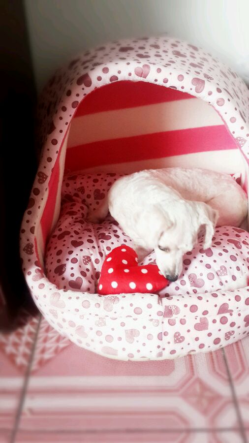 一天要出差，捡回的狗可怜巴巴望着我，竟做出的让我震惊的举动！