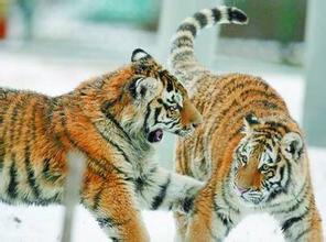 愚人节不愚人精选,愚人节不愚你