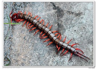 被蜈蚣爬上腿没注意怎么办,蜈蚣爬进耳朵里会怎么办