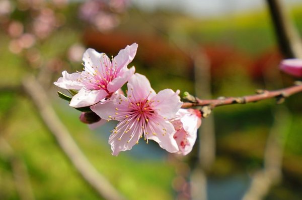太湖舒畅之旅:乐享田园生活