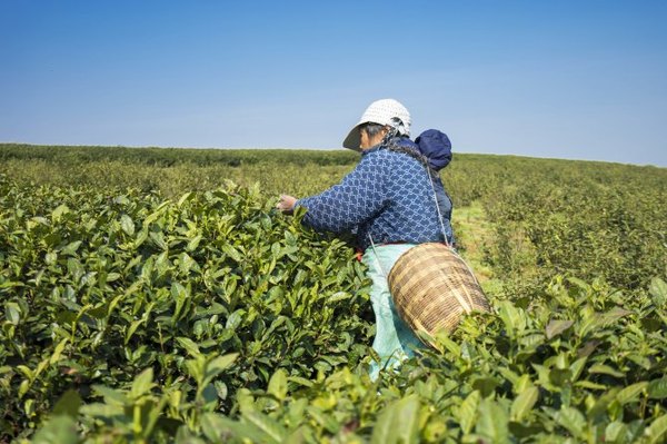 太湖舒畅之旅:乐享田园生活