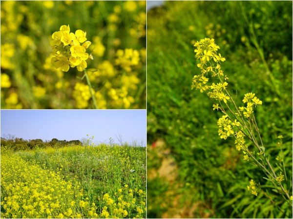 太湖舒畅之旅:乐享田园生活