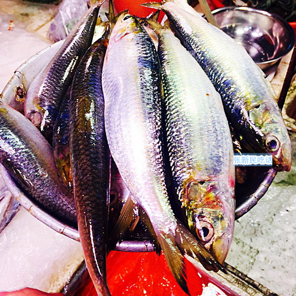 潮汕巴浪鱼和福建巴浪鱼的区别,巴浪鱼是不是淡水鱼