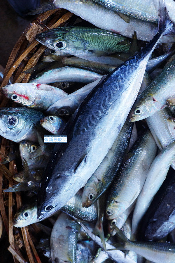 潮汕巴浪鱼和福建巴浪鱼的区别,巴浪鱼是不是淡水鱼