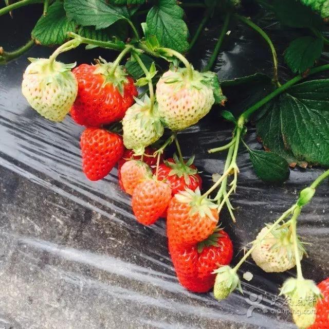 又到草莓时节,天津采摘草莓好又便宜的地方
