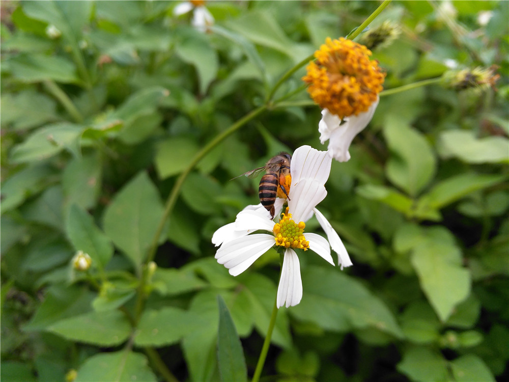 smartisan最好的手机,smartisant2值得买吗