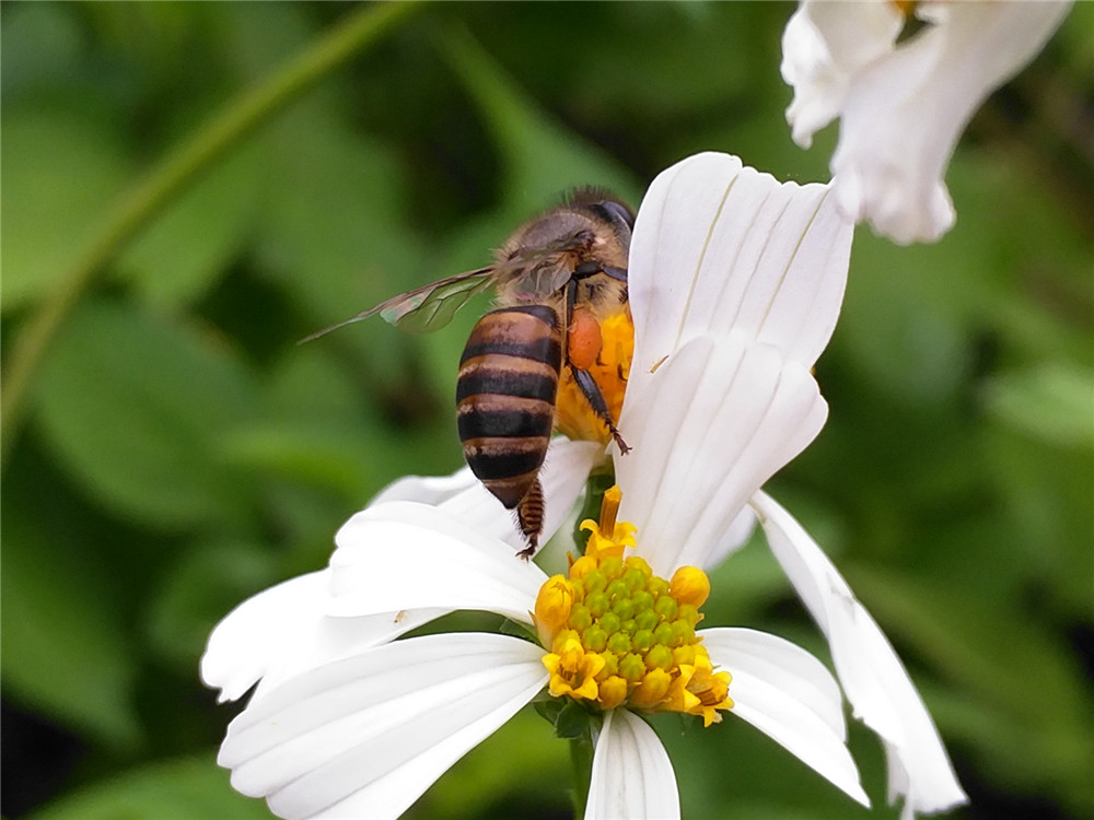 smartisan最好的手机,smartisant2值得买吗